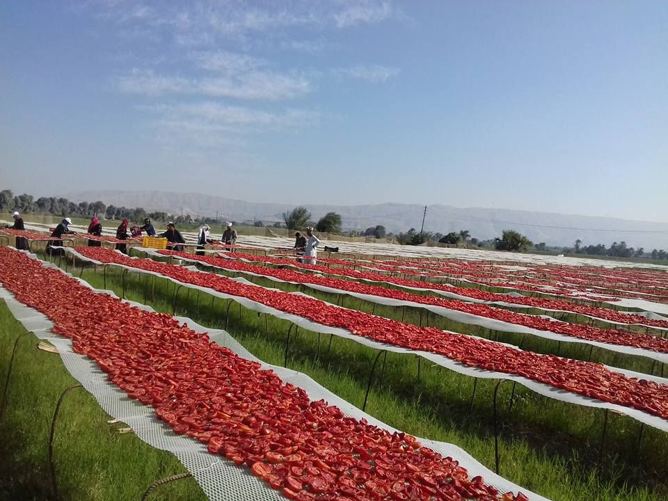 الطماطم المجففة كنز المزارعين للتصدير للخارج بالعملة الصعبة (1)