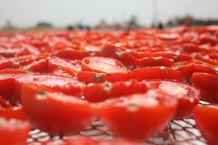 الطماطم المجففة كنز المزارعين للتصدير للخارج بالعملة الصعبة (13)