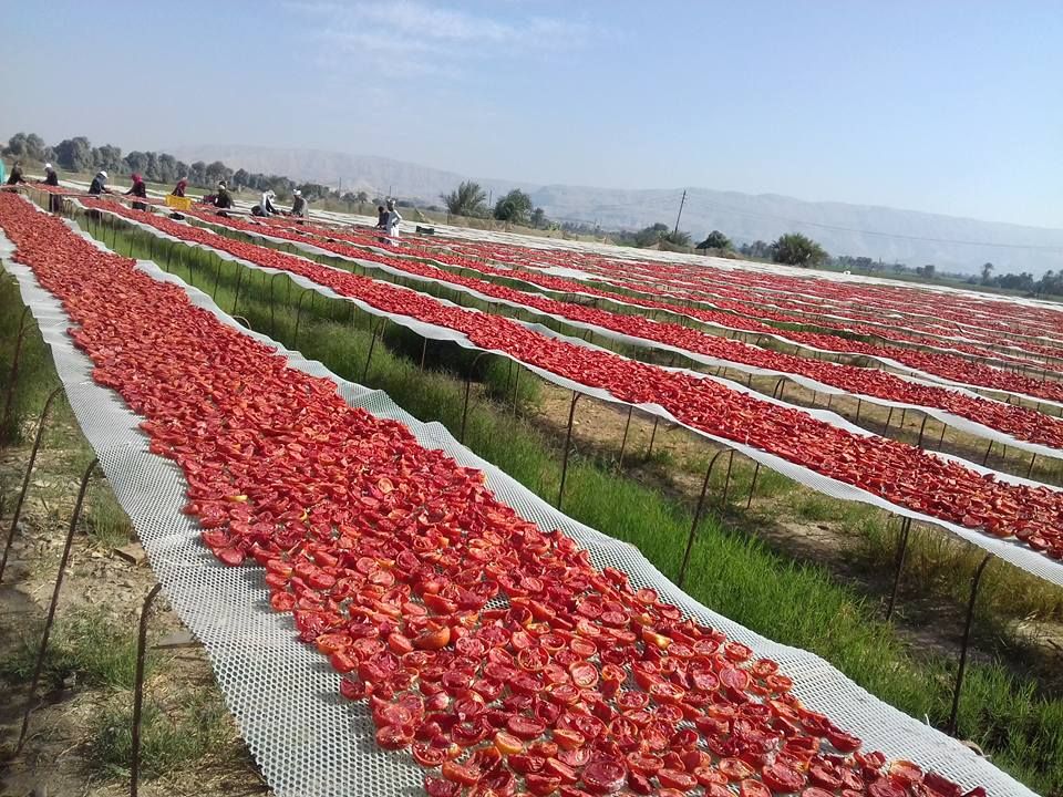 الطماطم المجففة كنز المزارعين للتصدير للخارج بالعملة الصعبة (2)