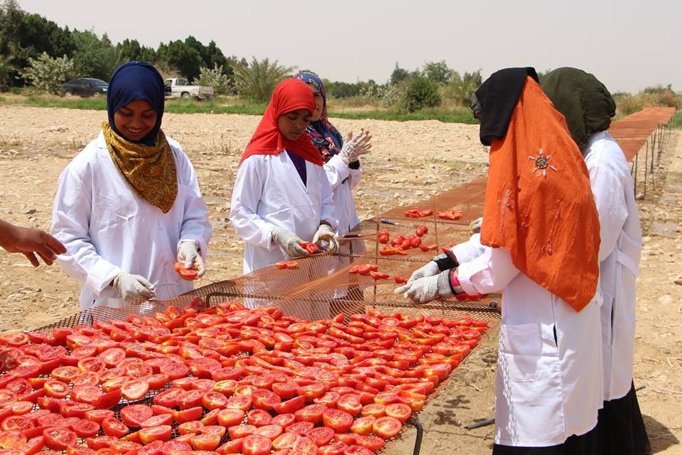 الطماطم المجففة كنز المزارعين للتصدير للخارج بالعملة الصعبة (15)