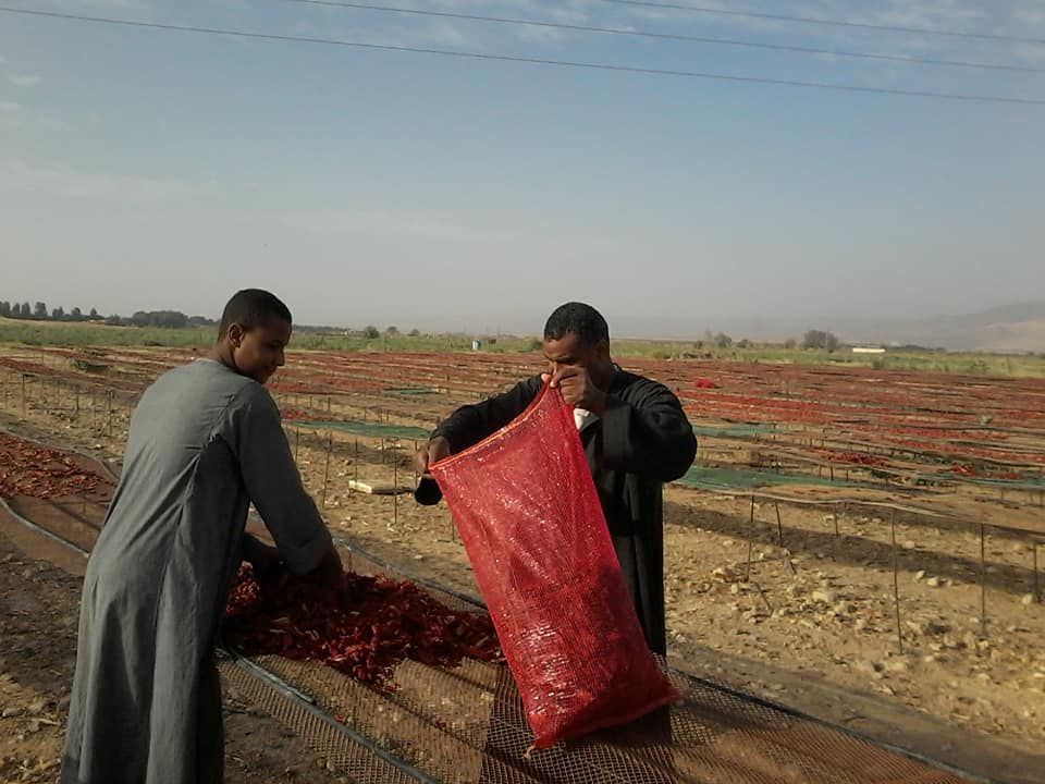 الطماطم المجففة كنز المزارعين للتصدير للخارج بالعملة الصعبة (10)