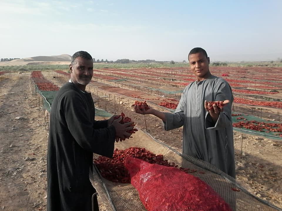 الطماطم المجففة كنز المزارعين للتصدير للخارج بالعملة الصعبة (4)