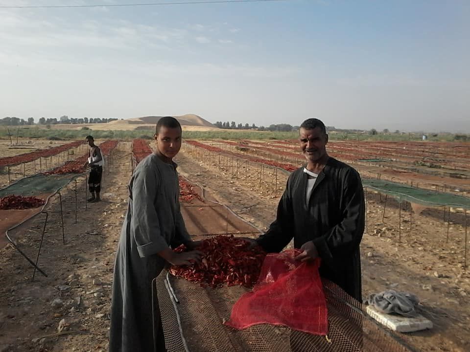 الطماطم المجففة كنز المزارعين للتصدير للخارج بالعملة الصعبة (7)