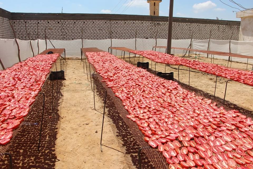 الطماطم المجففة كنز المزارعين للتصدير للخارج بالعملة الصعبة (17)
