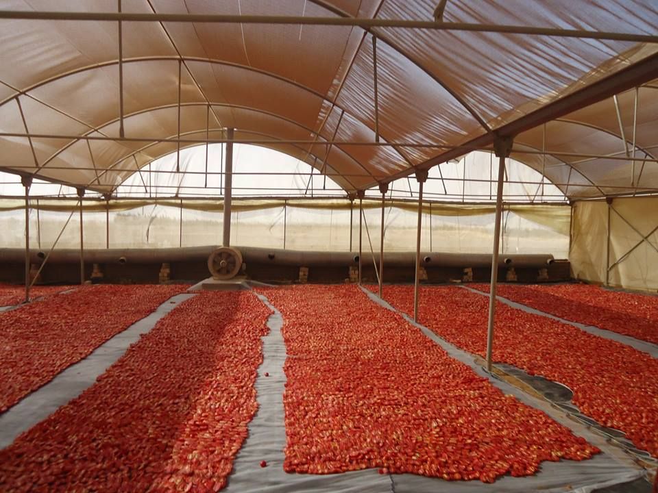 الطماطم المجففة كنز المزارعين للتصدير للخارج بالعملة الصعبة (8)