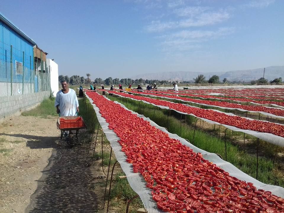 الطماطم المجففة كنز المزارعين للتصدير للخارج بالعملة الصعبة (3)