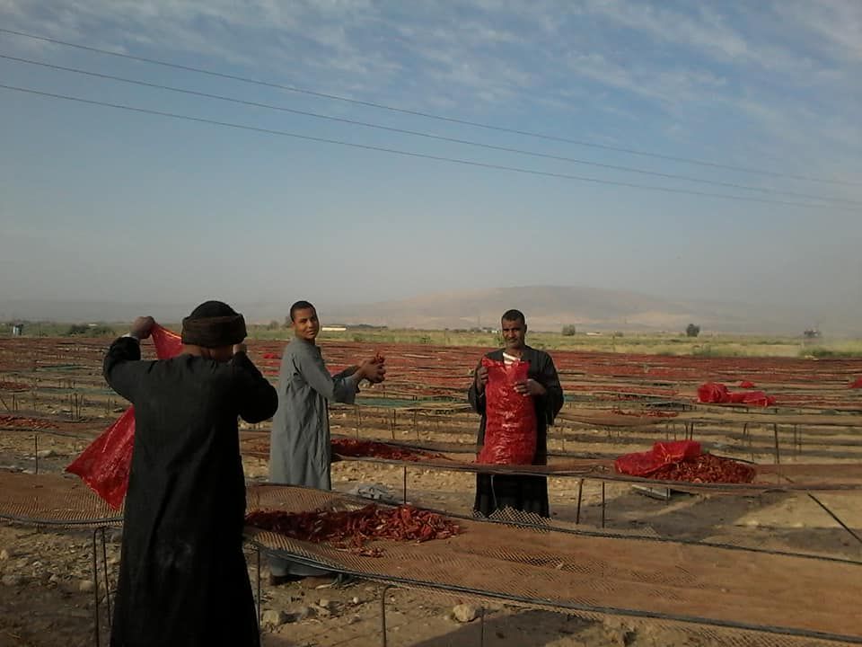 الطماطم المجففة كنز المزارعين للتصدير للخارج بالعملة الصعبة (6)