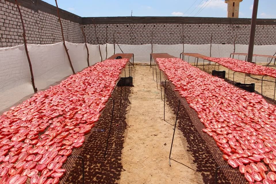 الطماطم المجففة كنز المزارعين للتصدير للخارج بالعملة الصعبة (18)