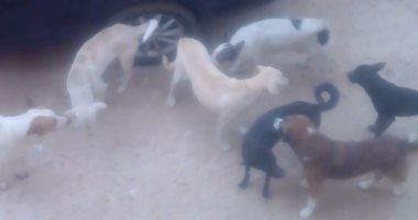الكلاب الضالة بشارع موسى زايد بالإسكندرية