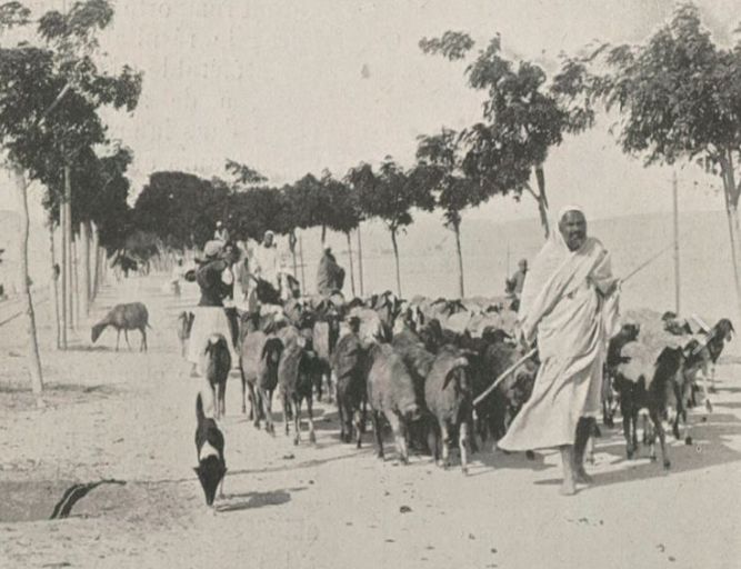 راعي الغنم يعبر شارع الهرم في الجيزة سنة 1907