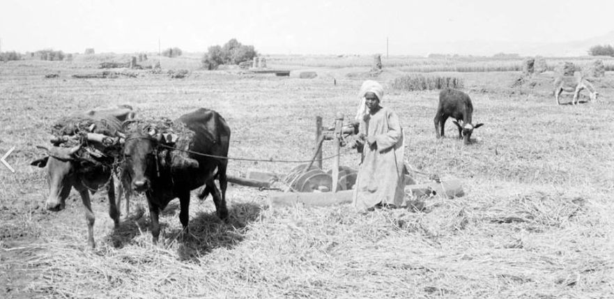 الفلاح المصرى يعتمد على طريقة خاصة لزراعة أرضه