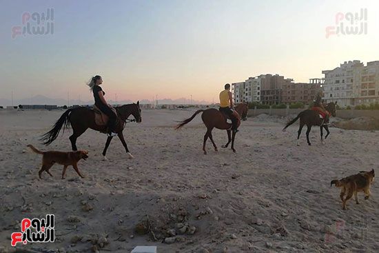 رحلات الخيول السياحية فى البحر الأحمر (21)