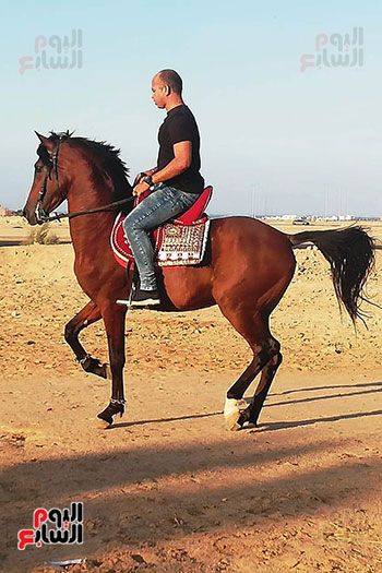 رحلات الخيول السياحية فى البحر الأحمر (2)
