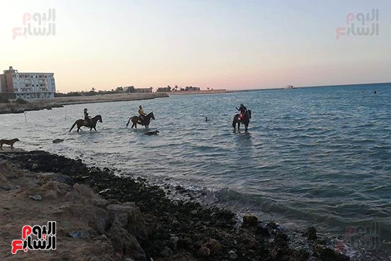 رحلات الخيول السياحية فى البحر الأحمر (4)