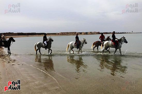 رحلات الخيول السياحية فى البحر الأحمر (11)