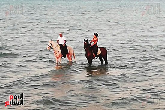رحلات الخيول السياحية فى البحر الأحمر (15)