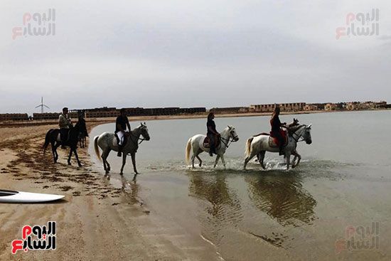 رحلات الخيول السياحية فى البحر الأحمر (7)