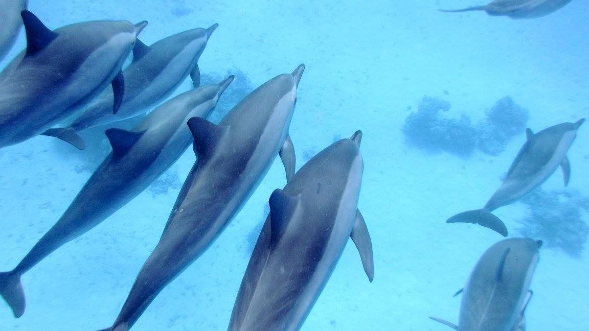 18-دلافين محمية صمداي