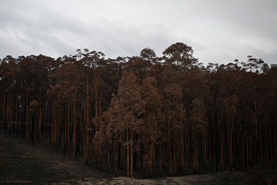 غابات-أستراليا