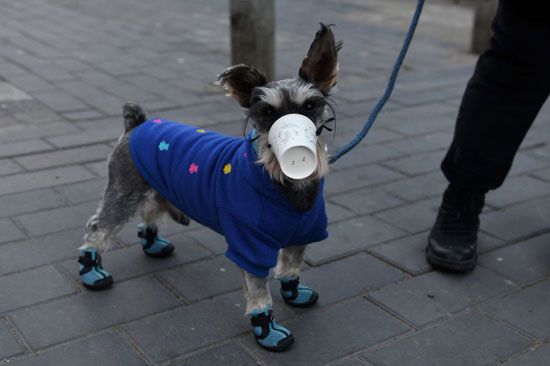 كلب يرتدي قناعا - كأسا بلاستيكيا