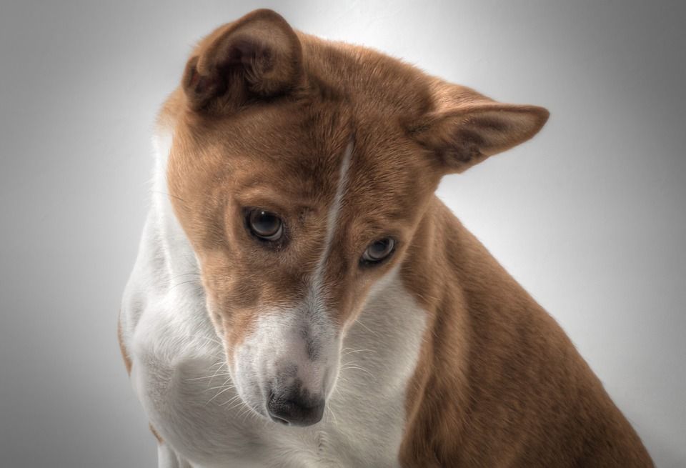 basenji-dog-breed-temperament-price-breeders-puppy-sale