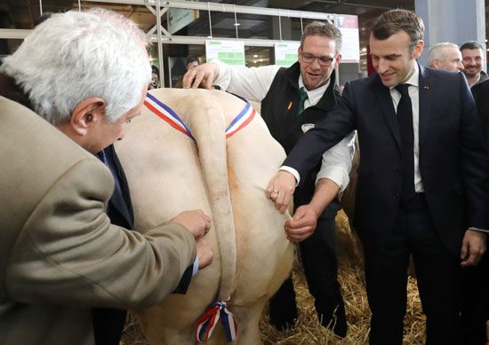 الرئيس الفرنسي إيمانويل ماكرون يتحقق من جلود البقر