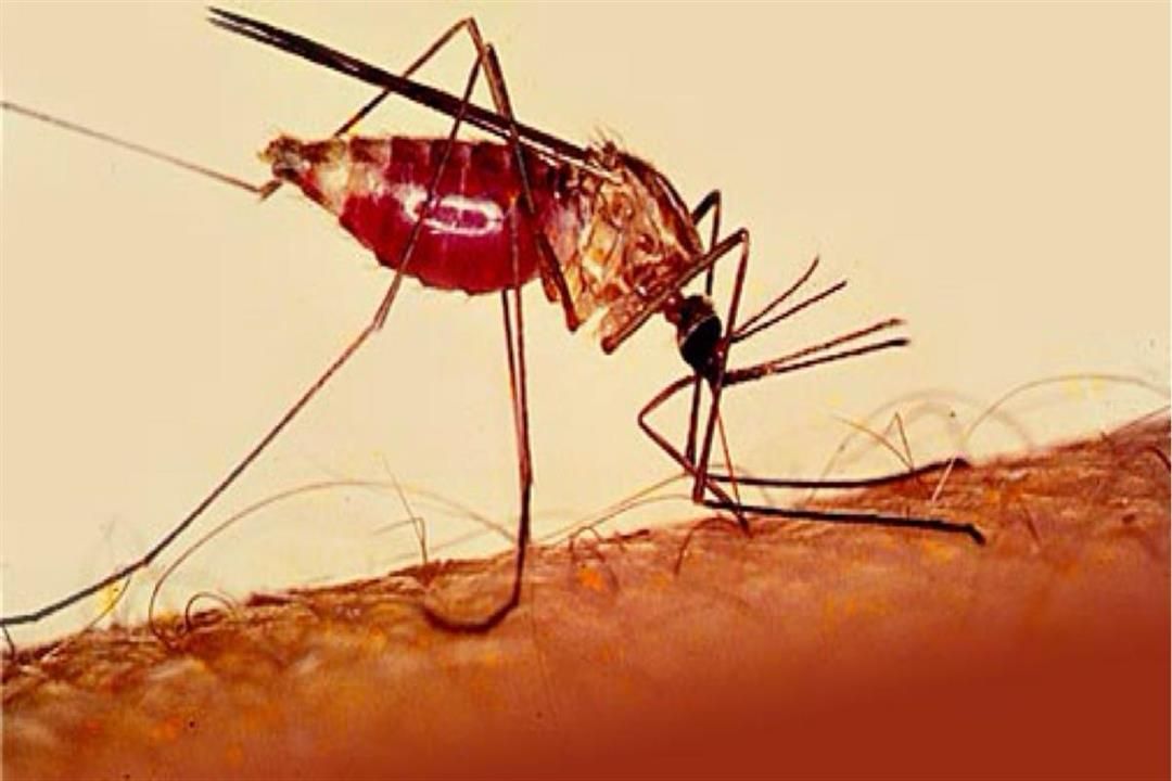 البعوض سبب اصلاابة بالملاريا