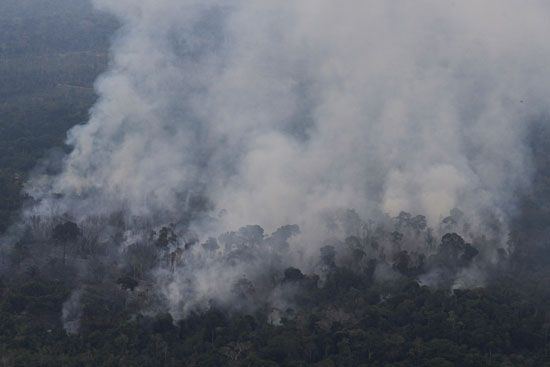 الدخان يخرج من أشجار الأمازون