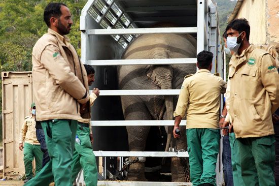2020-11-29T132146Z_471071758_RC21DK9EVD5A_RTRMADP_3_PAKISTAN-ELEPHANT 2020-11-29T132146Z_471071758_RC21DK9EVD5A_RTRMADP_3_PAKISTAN-ELEPHANT