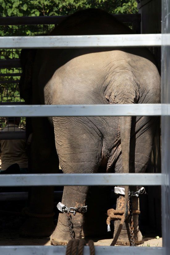2020-11-29T132145Z_1288647068_RC21DK9LTTMS_RTRMADP_3_PAKISTAN-ELEPHANT 2020-11-29T132145Z_1288647068_RC21DK9LTTMS_RTRMADP_3_PAKISTAN-ELEPHANT