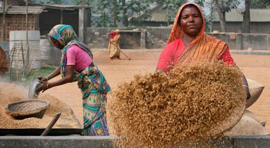 حصاد الأرز فى بنجلاديش (6)