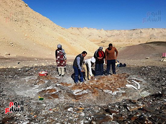 علماء الوادى الجديد يكتشفون عظام سلحفاة بحرية عملاقة (14) علماء الوادى الجديد يكتشفون عظام سلحفاة بحرية عملاقة (14)