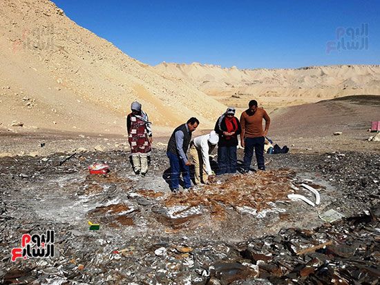 علماء الوادى الجديد يكتشفون عظام سلحفاة بحرية عملاقة (14)