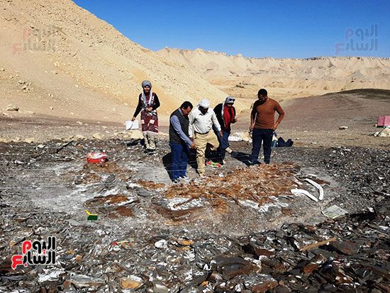 علماء الوادى الجديد يكتشفون عظام سلحفاة بحرية عملاقة (16)