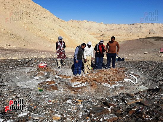 علماء الوادى الجديد يكتشفون عظام سلحفاة بحرية عملاقة (17) علماء الوادى الجديد يكتشفون عظام سلحفاة بحرية عملاقة (17)