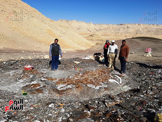 علماء الوادى الجديد يكتشفون عظام سلحفاة بحرية عملاقة (12) علماء الوادى الجديد يكتشفون عظام سلحفاة بحرية عملاقة (12)