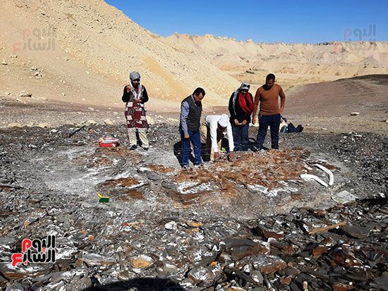 علماء الوادى الجديد يكتشفون عظام سلحفاة بحرية عملاقة (18)