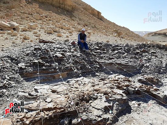علماء الوادى الجديد يكتشفون عظام سلحفاة بحرية عملاقة (22) علماء الوادى الجديد يكتشفون عظام سلحفاة بحرية عملاقة (22)