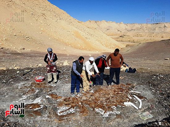 علماء الوادى الجديد يكتشفون عظام سلحفاة بحرية عملاقة (11)