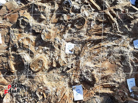 علماء الوادى الجديد يكتشفون عظام سلحفاة بحرية عملاقة (23) علماء الوادى الجديد يكتشفون عظام سلحفاة بحرية عملاقة (23)