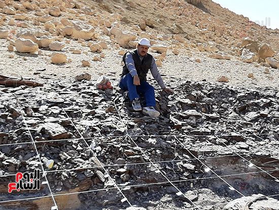 علماء الوادى الجديد يكتشفون عظام سلحفاة بحرية عملاقة (20) علماء الوادى الجديد يكتشفون عظام سلحفاة بحرية عملاقة (20)