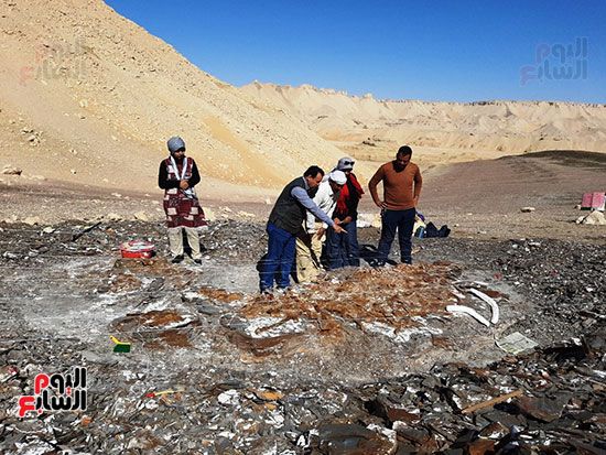 علماء الوادى الجديد يكتشفون عظام سلحفاة بحرية عملاقة (10)