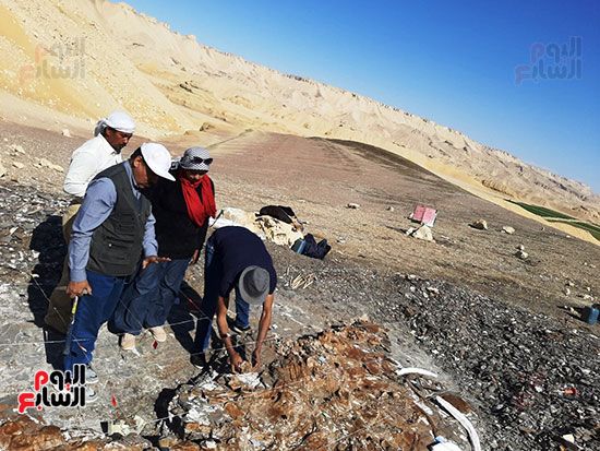 علماء الوادى الجديد يكتشفون عظام سلحفاة بحرية عملاقة (9)