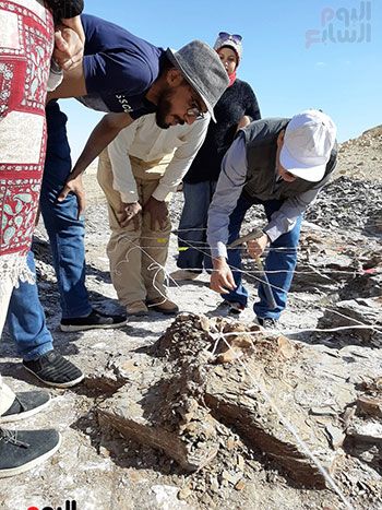 علماء الوادى الجديد يكتشفون عظام سلحفاة بحرية عملاقة (13) علماء الوادى الجديد يكتشفون عظام سلحفاة بحرية عملاقة (13)