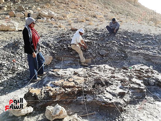 علماء الوادى الجديد يكتشفون عظام سلحفاة بحرية عملاقة (21) علماء الوادى الجديد يكتشفون عظام سلحفاة بحرية عملاقة (21)