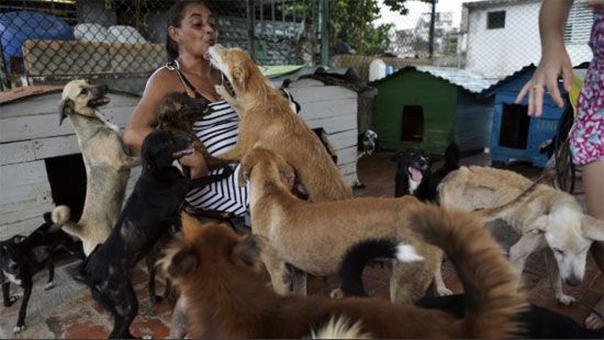 حقوق الحيوان فى كوبا (2)