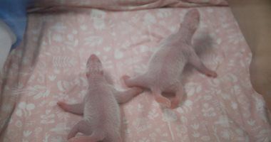 ولادة توأمين باندا عملاقين فى حديقة حيوانات فرنسية