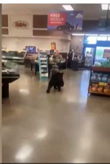 الدب فى المتجر