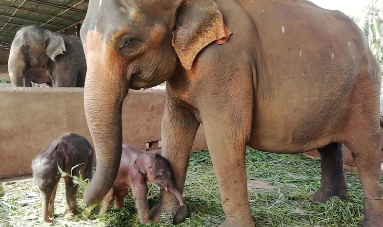 الفيلة مع صغارها