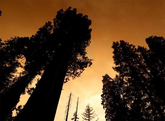 غابات كاليفورنيا المحترقة